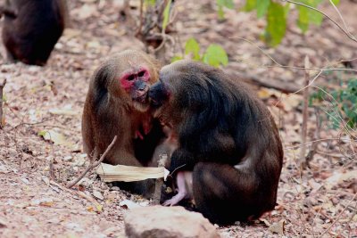 Male and female cuddling (?). Stump-tailed Macaque (Macaca arctoides) Ta Yang Thailand 100130 Stefan Lithner