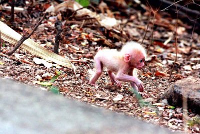 Determined baby on the loose. Stump-tailed Macaque (Macaca arctoides) Ta Yang Thailand 100130 Stefan Lithner