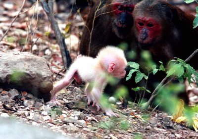 Parents watching their baby´s first steps. Stump-tailed Macaque (Macaca arctoides) Ta Yang Thailand 100130. Stefan Lithner