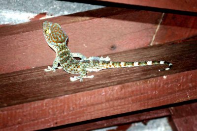 Tockay (Gekko gecko) Kaeng Krachan NP Thailand 100127. Stefan Lithner
