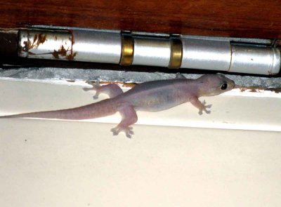 Four-clawed Gecko (Gehyra mutilata) Khao Yai NP Thailand 100130. Stefan Lithner