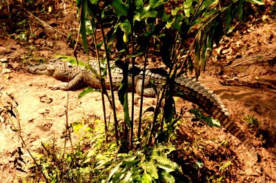 Siamese Chrocodile (Crocodylus siamensis) Khao Yai NP Thailand 100131. Stefan Lithner