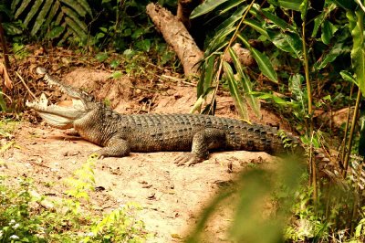 Siamese Chrocodile (Crocodylus siamensis) Khao Yai NP Thailand 100131. Stefan Lithner