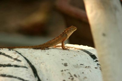 Garden Fence Lizard (Calotes versicolor) juv. Seam Reap Cambodia 100202. Stefan Lithner