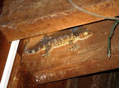 Tockay (Gekko gecko) Tmatboey Cambodia 100204. Stefan Lithner