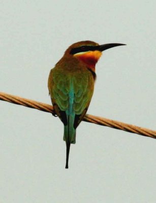 Blue-tailed Bee-eater Laem Pak Bia Thailand 100127. Stefan Lithner
