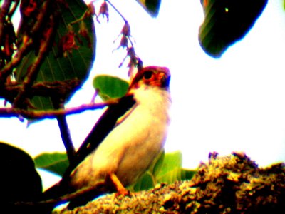White-rumped Falcon female Tmatboey Cambodia 100204. Stefan Lithner