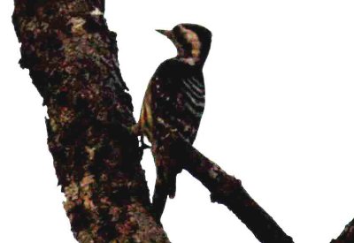 Grey-capped Pygmy Woodpecker Tmatboey Cambodia 100204. Stefan Lithner