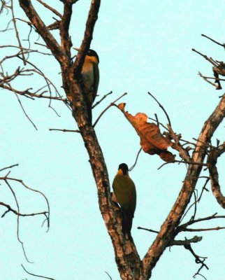 Black-headed Woodpecker Tmatboey Cambodia100205. Stefan Lithner