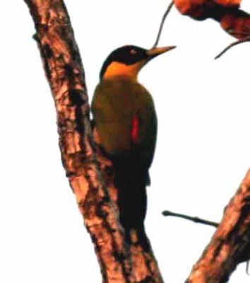 Black-headed Woodpecker Tmatboey Cambodia 100205. Stefan Lithner
