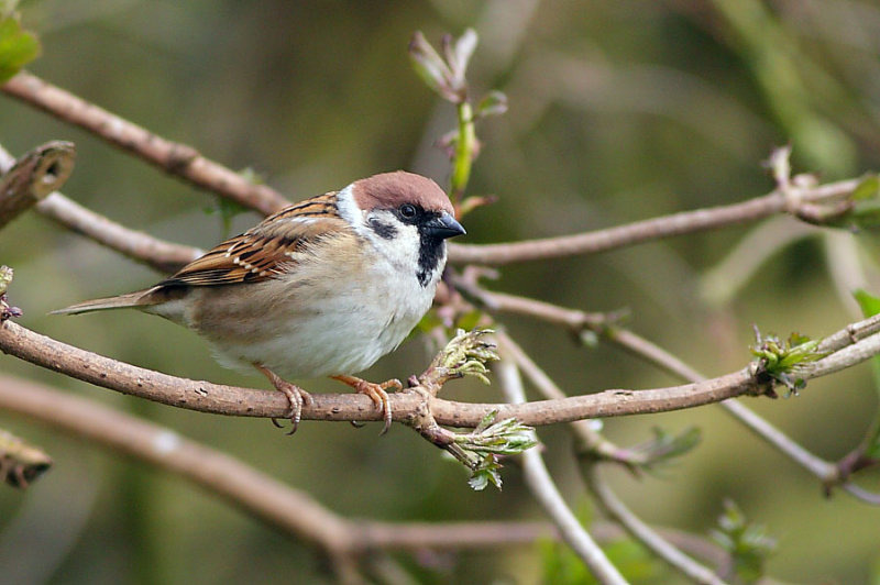 Tree Sparrow