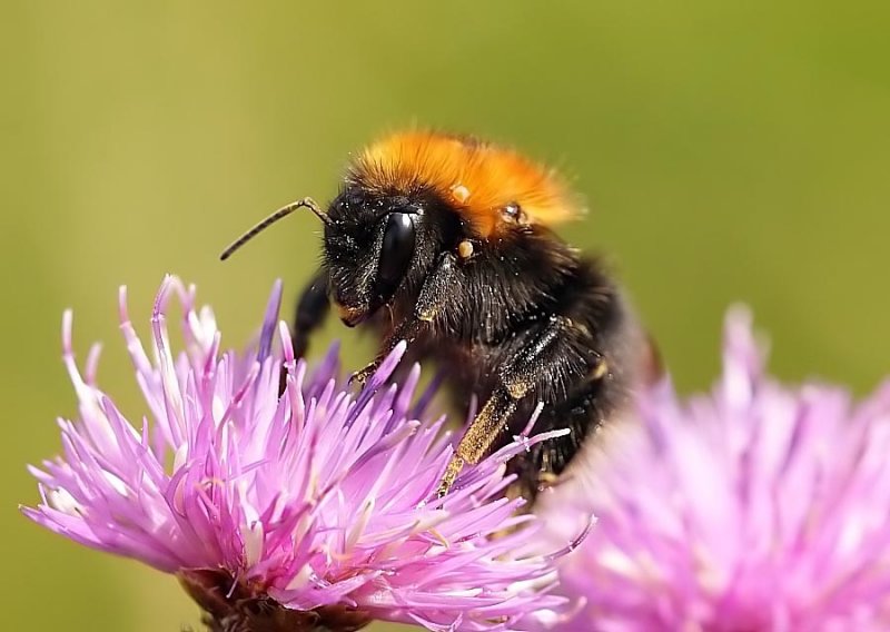 Bumblebee  Bombus hypnorum 