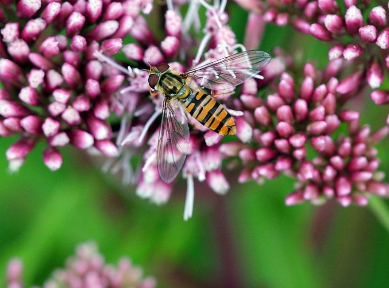 Hoverfly  Episyrphus balteatus 