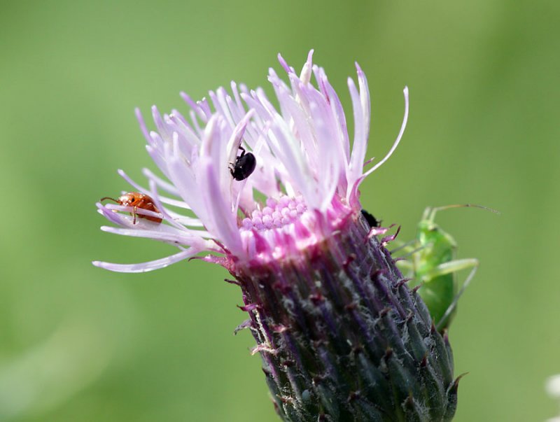 Thistle with Insects