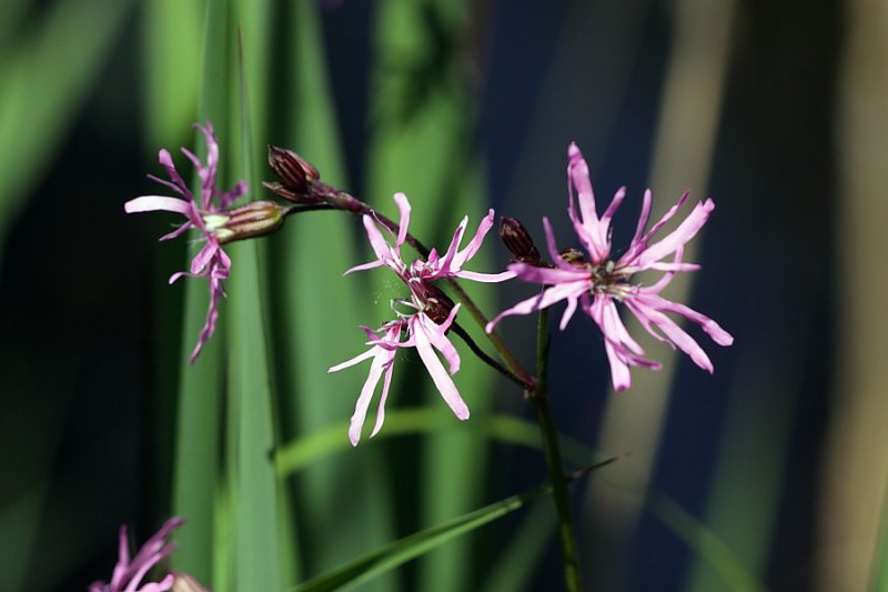 Ragged Robin Group