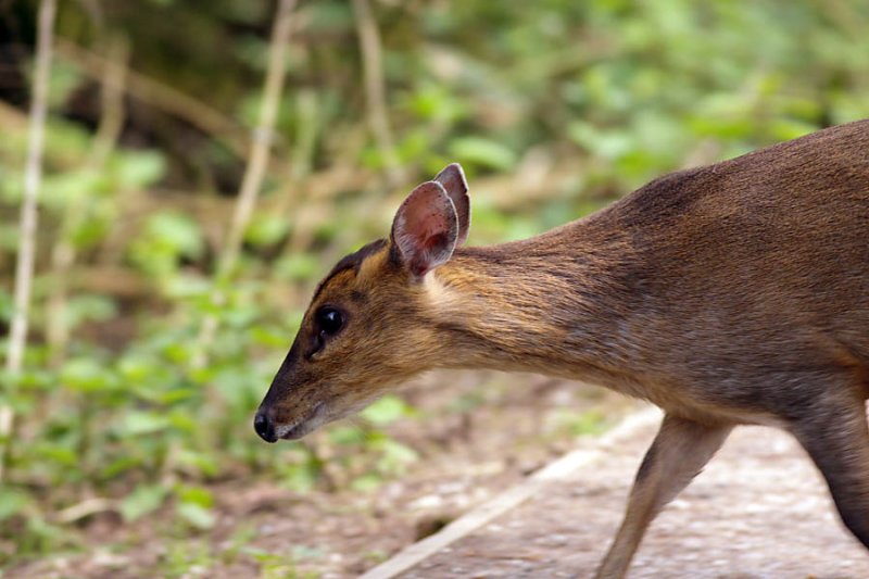 Muntjac Deer