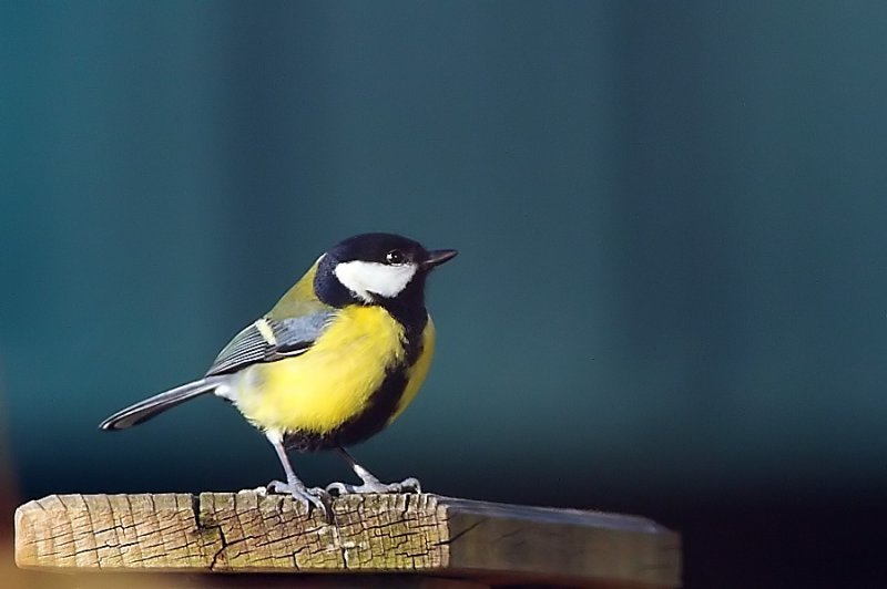 Great Tit