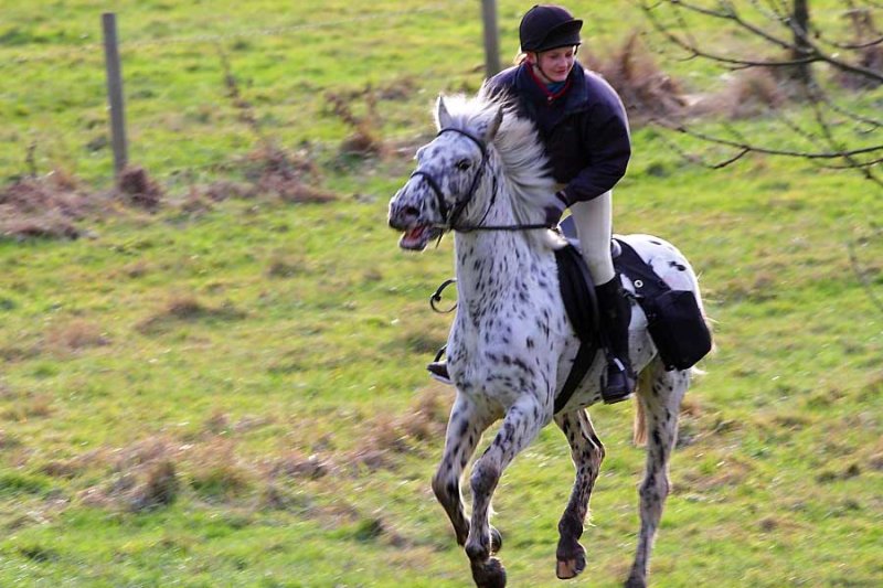 British Spotted Pony