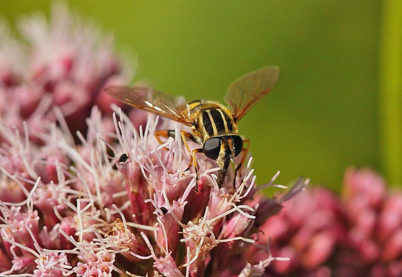 Hoverfly Helophilus pendulus