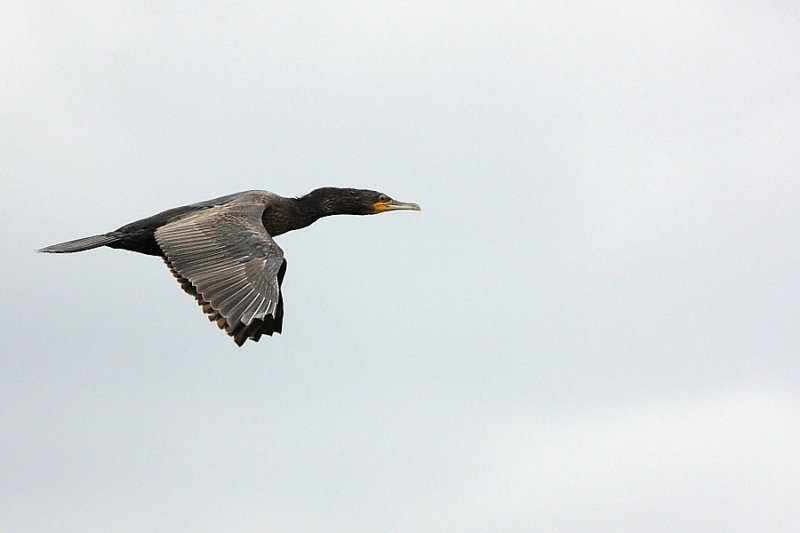 Cormorant