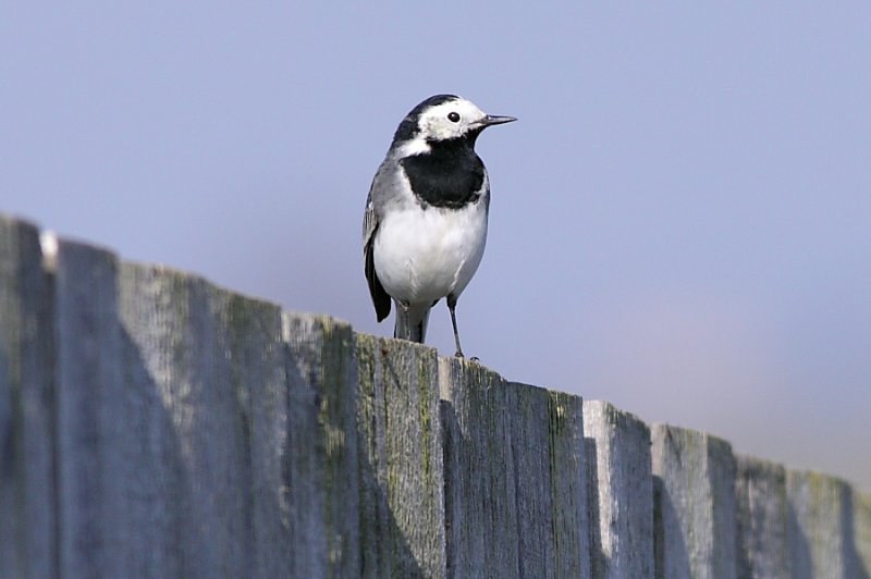 Pied Wagtail