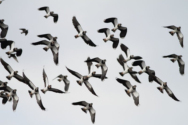 Lapwing