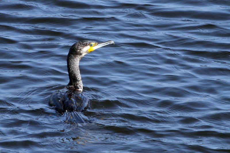 Cormorant Swimming