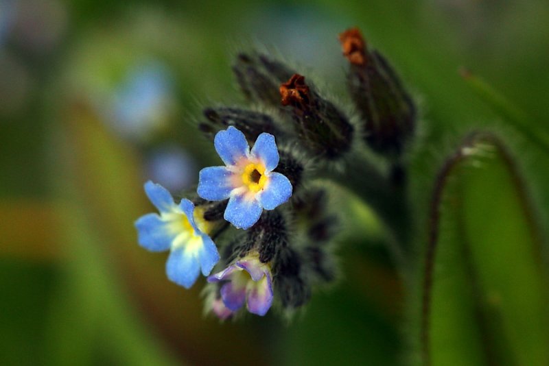 Field forget-me--not