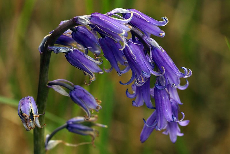 Bluebell