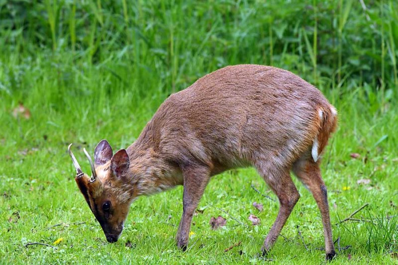 Muntjac Deer Male 