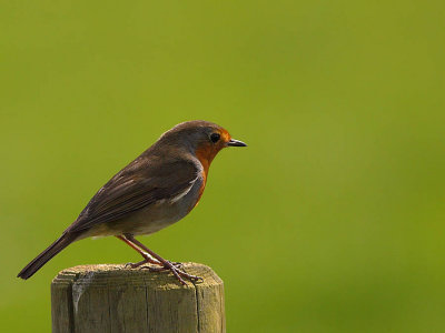  Birds in the Garden