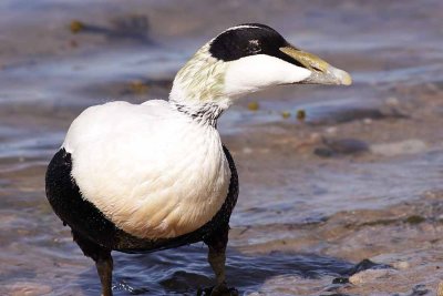 Male Eider Duck