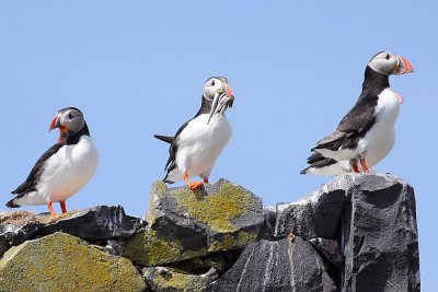 Puffins