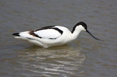 Avocet