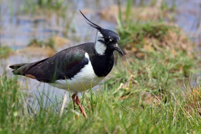 Lapwing