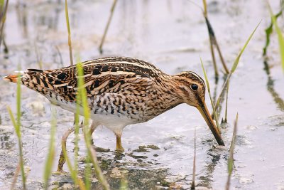 Snipe