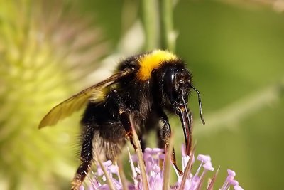 Bumblebee  Bombus lucorum