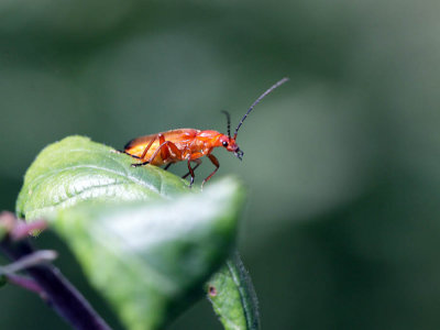 Beetle  Rhagonycha fulva 