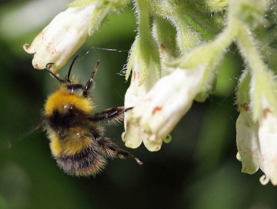 Bumblebee  Bombus Pratorum 