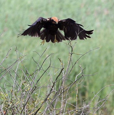 Marsh Harrier