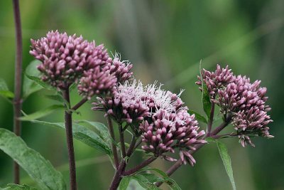 Hemp-agrimony