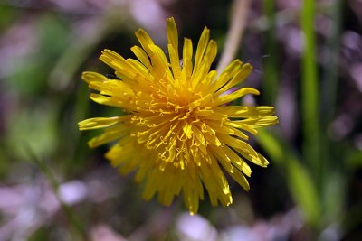 Dandelion