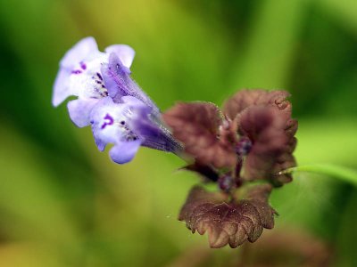 Ground Ivy