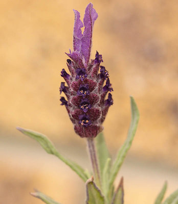 French Lavender