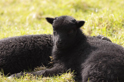 Black Sheep Lambs