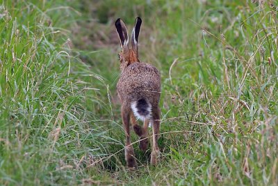 Brown Hare