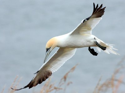 Gannet