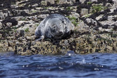 Grey Seal