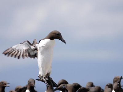 Guillemot