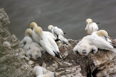 Gannet